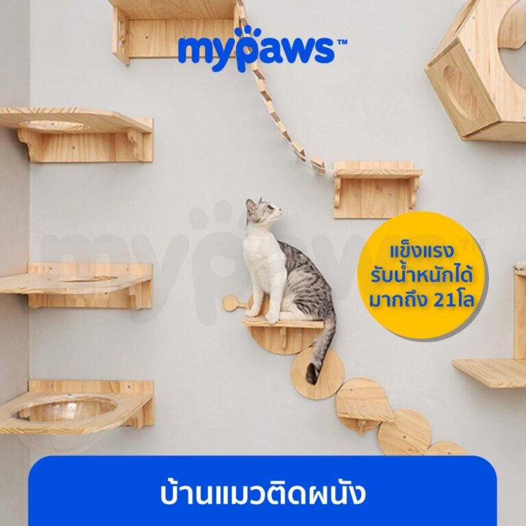My Paws บ้านแมวติดผนัง กล่องแมวติดผนัง รังแมวติดผนัง คอนโดแมวติดผนัง แบบ DIY