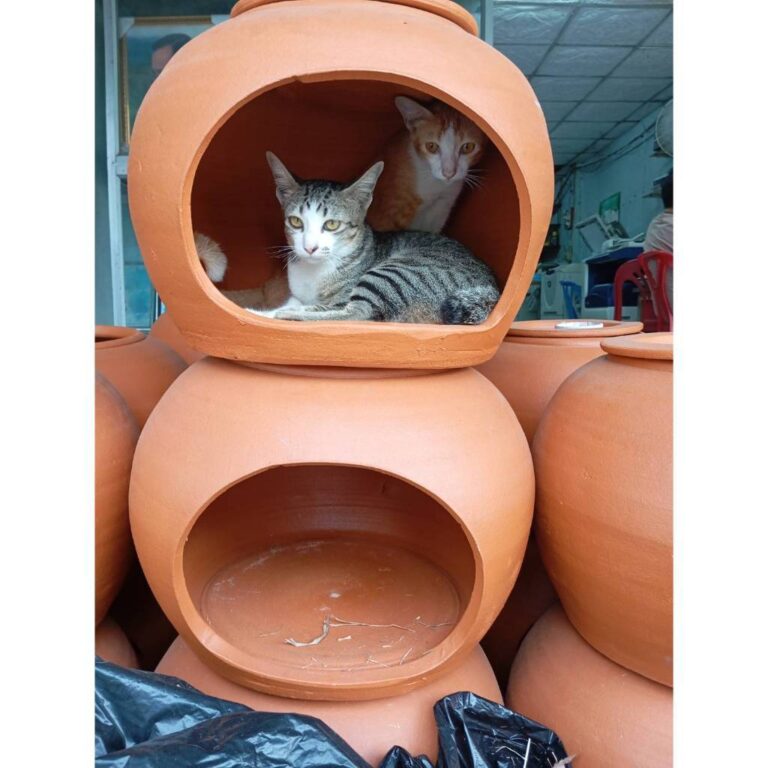 โอ่งแมวดินเย็น 18 นิ้วพร้อมส่ง มีฝาปิดด้านบนสำหรับใส่น้ำแข็ง หรือ น้ำ น้องแมว 56โล นอนได้เย็นสบาย หมุนตัว กลับตัว