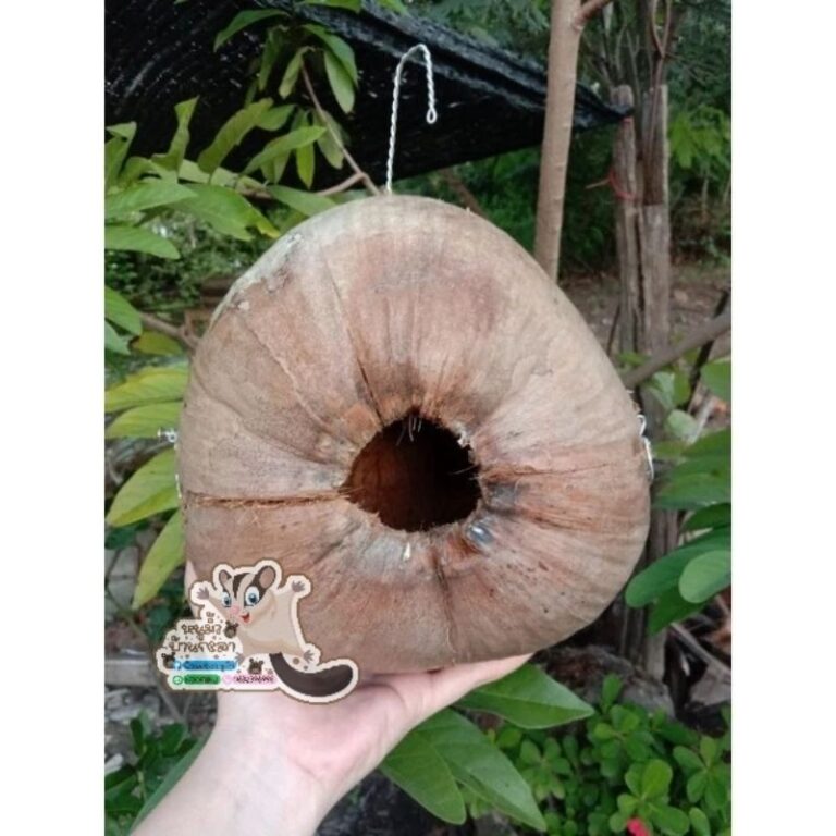 รังมะพร้าว นกหงษ์หยก เลิฟเบิร์ด เปิดได้ทุกใบ