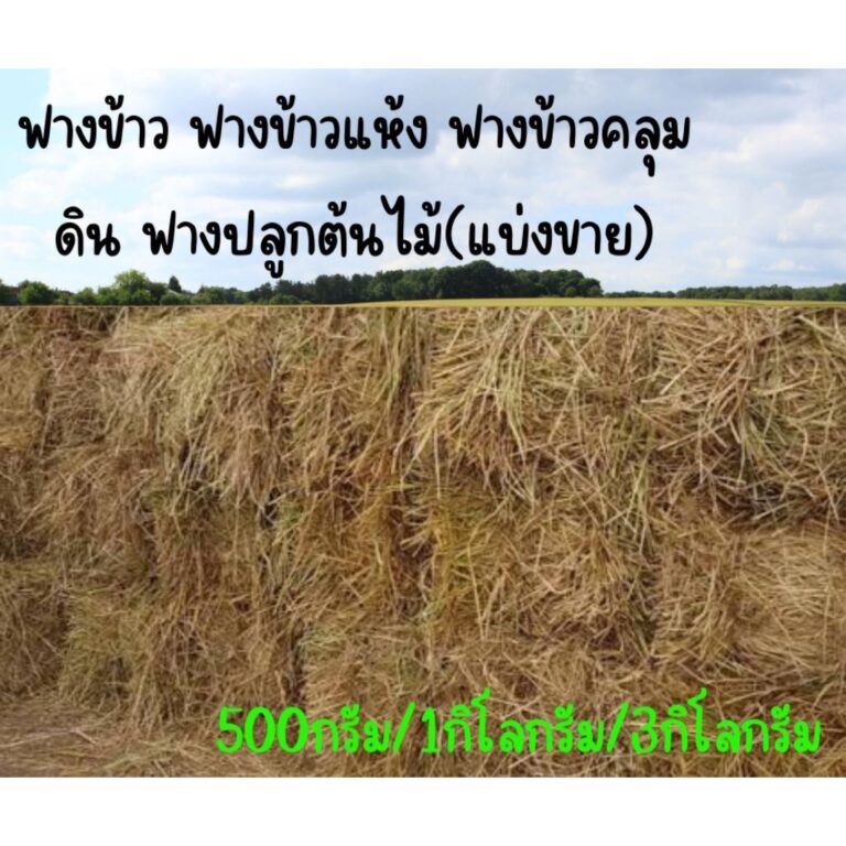 ฟางข้าวตากแห้ง ฟางข้าวคลุมดิน ฝางปลูกต้นไม้ มี3ขนาดให้เลือก 500 กรัม1 กิโลกรัมและ 3 กิโลกรัม