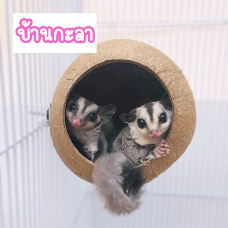 บ้านชูการ์ไกรเดอร์ บ้านกะลา บ้านกระรอก บ้านหนู แฮมสเตอร์ นก กะลามะพร้าว รุ่นขัดเรียบ ที่นอนชูการ์