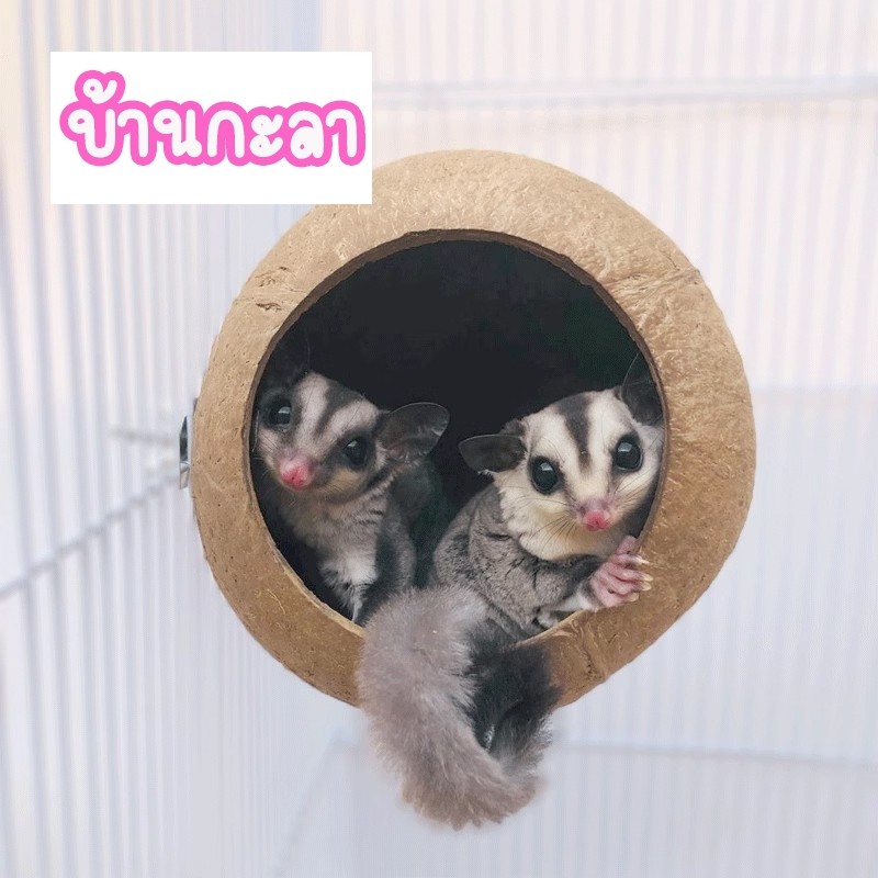 บ้านชูการ์ไกรเดอร์ บ้านกะลา บ้านกระรอก บ้านหนู แฮมสเตอร์ นก กะลามะพร้าว รุ่นขัดเรียบ ที่นอนชูการ์