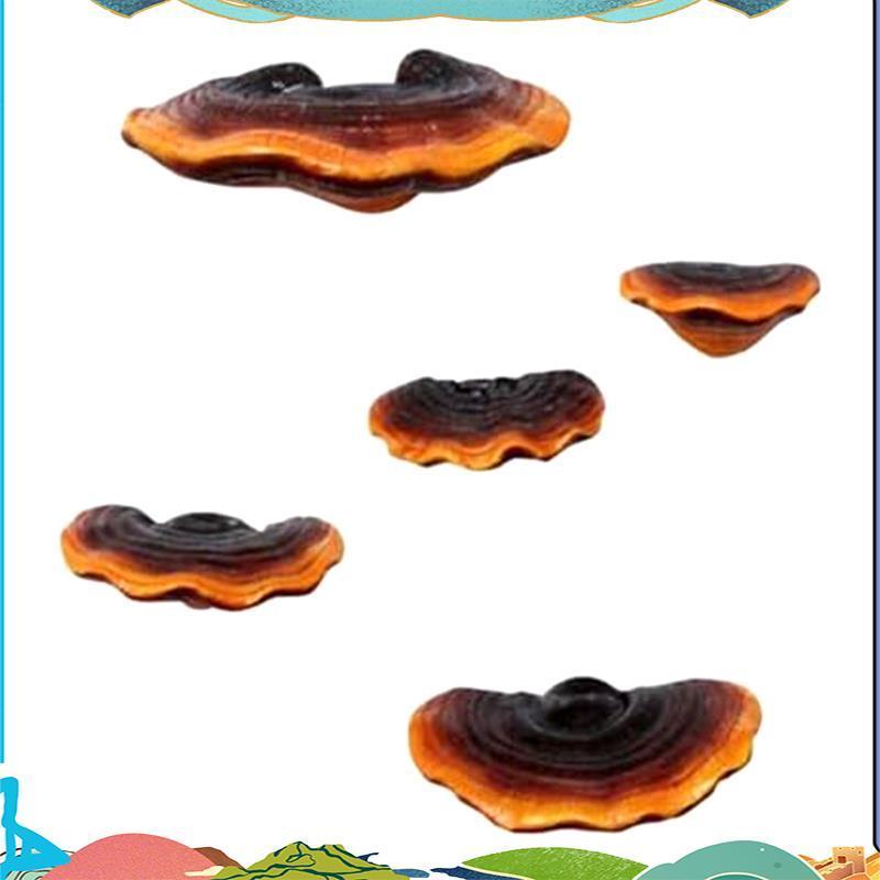 ชุด5เห็ดชั้นวางตกแต่งผนังขนาดเล็กผนังชั้นวางมุมตกแต่งผนังเช่นแสดงเรซิ่นสาหรับห้องนอนเห็ดตกแต่งลอยชั้นวาง