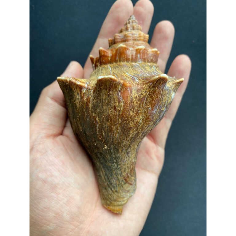 sea conch shell HONG HAO บ้านปูเสฉวน