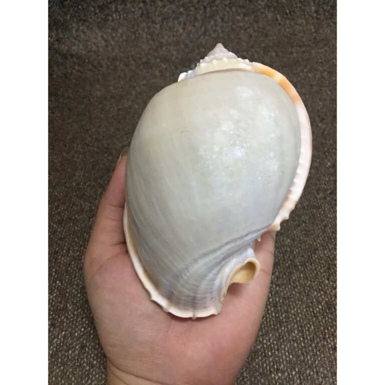 เปลือกหอยกระต่ายเทา เลี้ยงปู ตู้ปลา สะสม ราคาต่อตัว