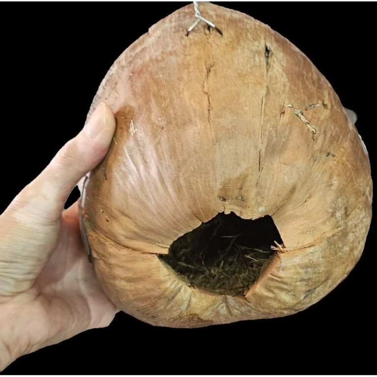 มะพร้าวรังนก ลูกไหญ่ มะพร้าวนกหงษ์หยก มะพร้าวนกเลิฟเบริด์ กระรอก