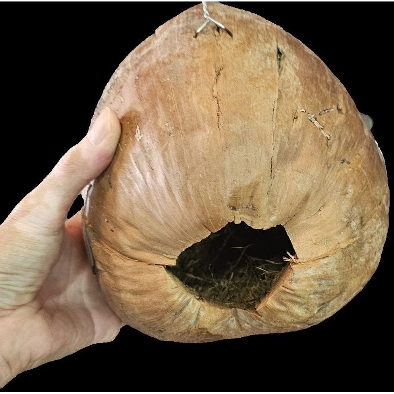 มะพร้าวรังนก ลูกไหญ่ มะพร้าวนกหงษ์หยก มะพร้าวนกเลิฟเบริด์ กระรอก